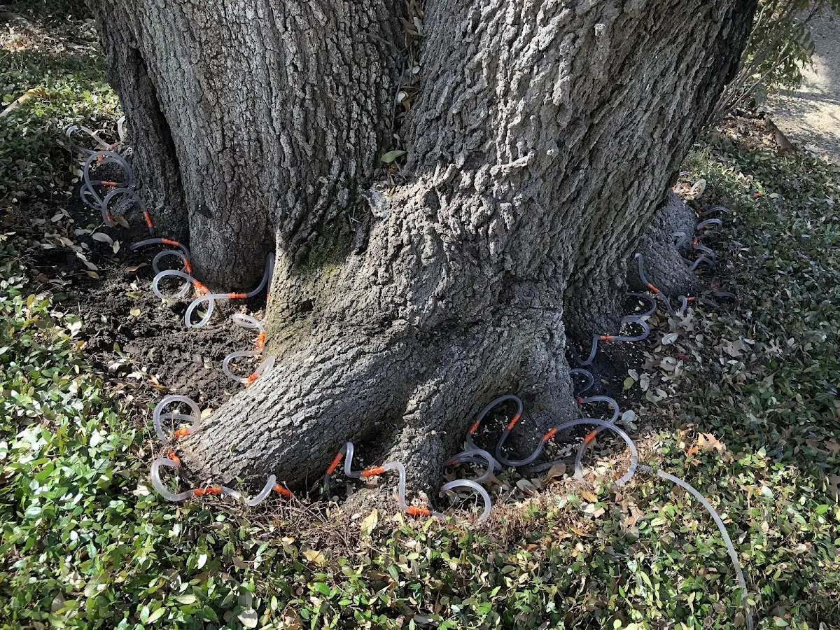 Detailed Tree Cabling and Bracing job site in Glens Fork